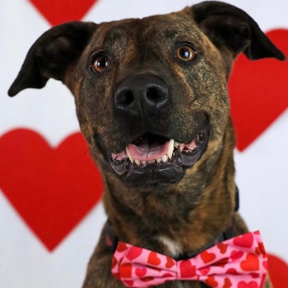 Meet your Posher, Kevin - Picture 1 of 1